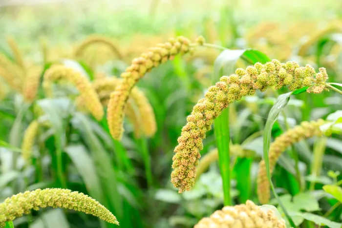 Foxtail Millet Benefits And Nutrition Guide